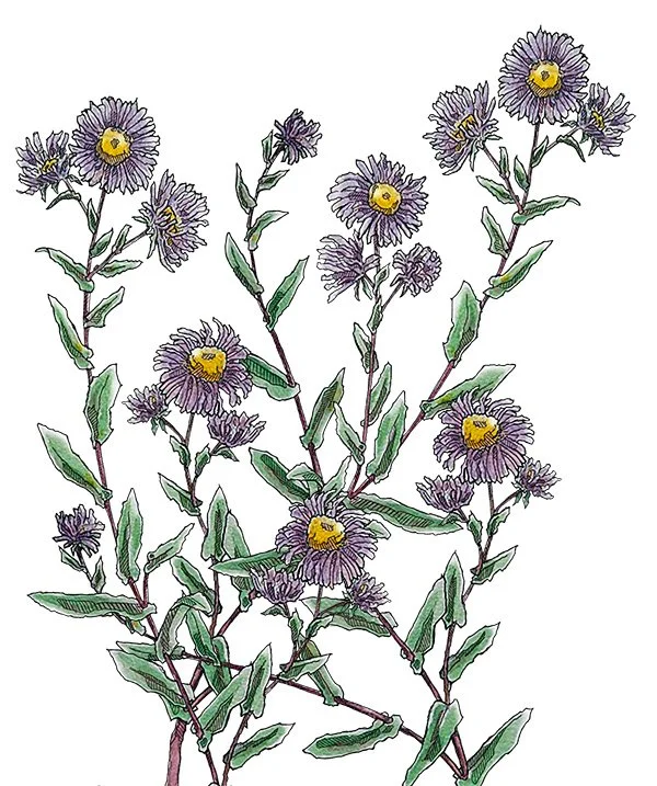 PLANT PROFILES — Vineyard Gardens